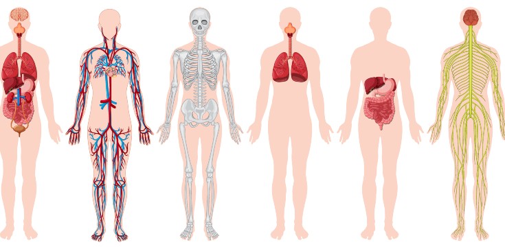 ľudské telo kvíz online test